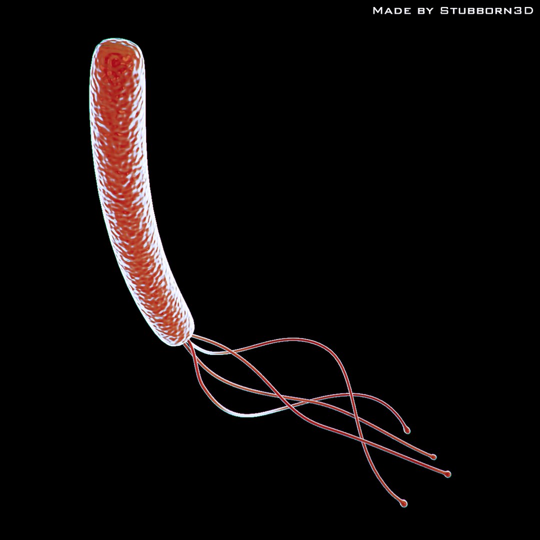 Flagellas Medical 3d Model