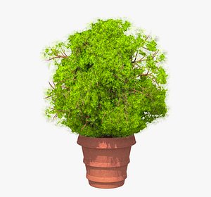 3D boxwood pot model