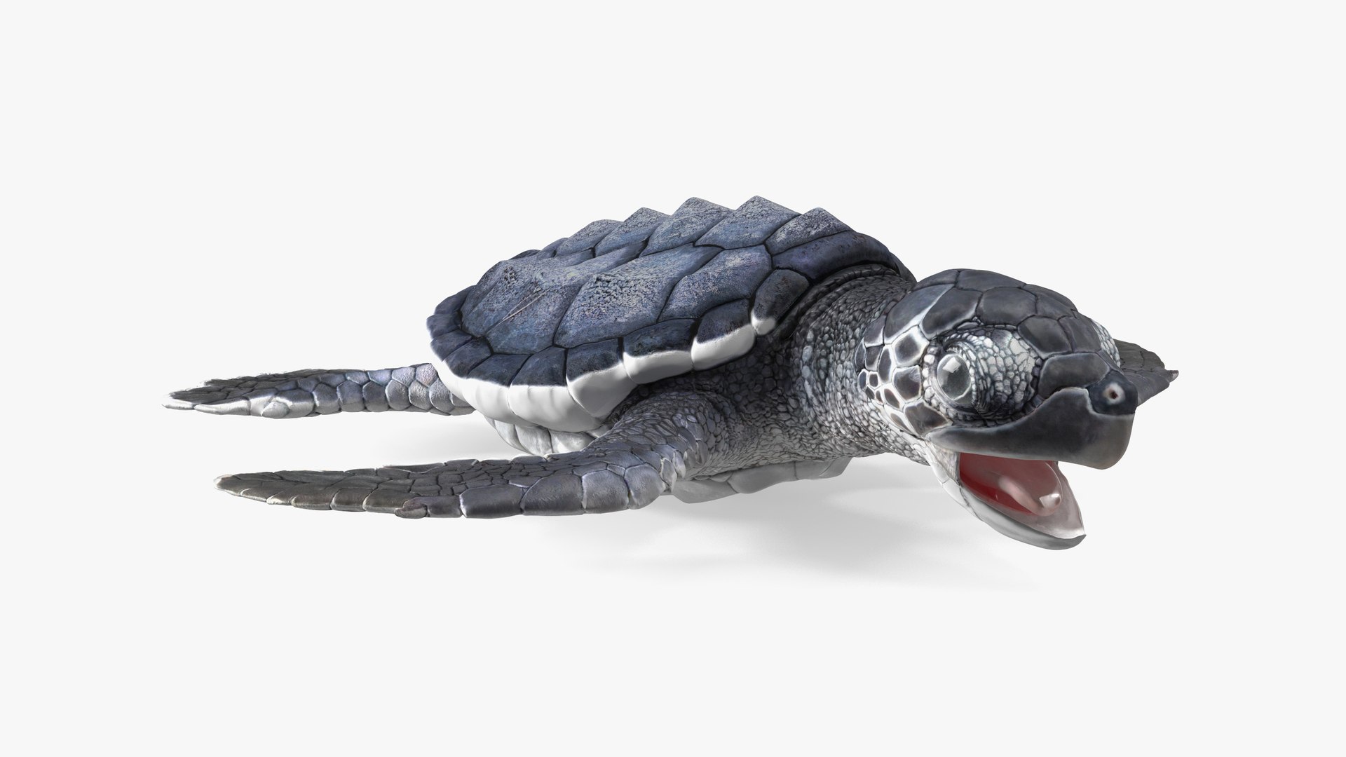 Baby Sea Turtle Black Rigged for Maya 3D model preview
