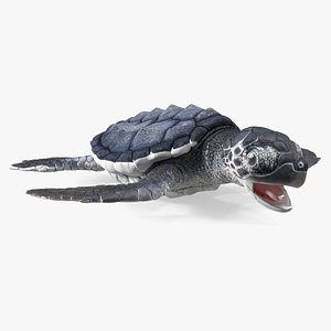 Baby Sea Turtle Black Rigged for Maya