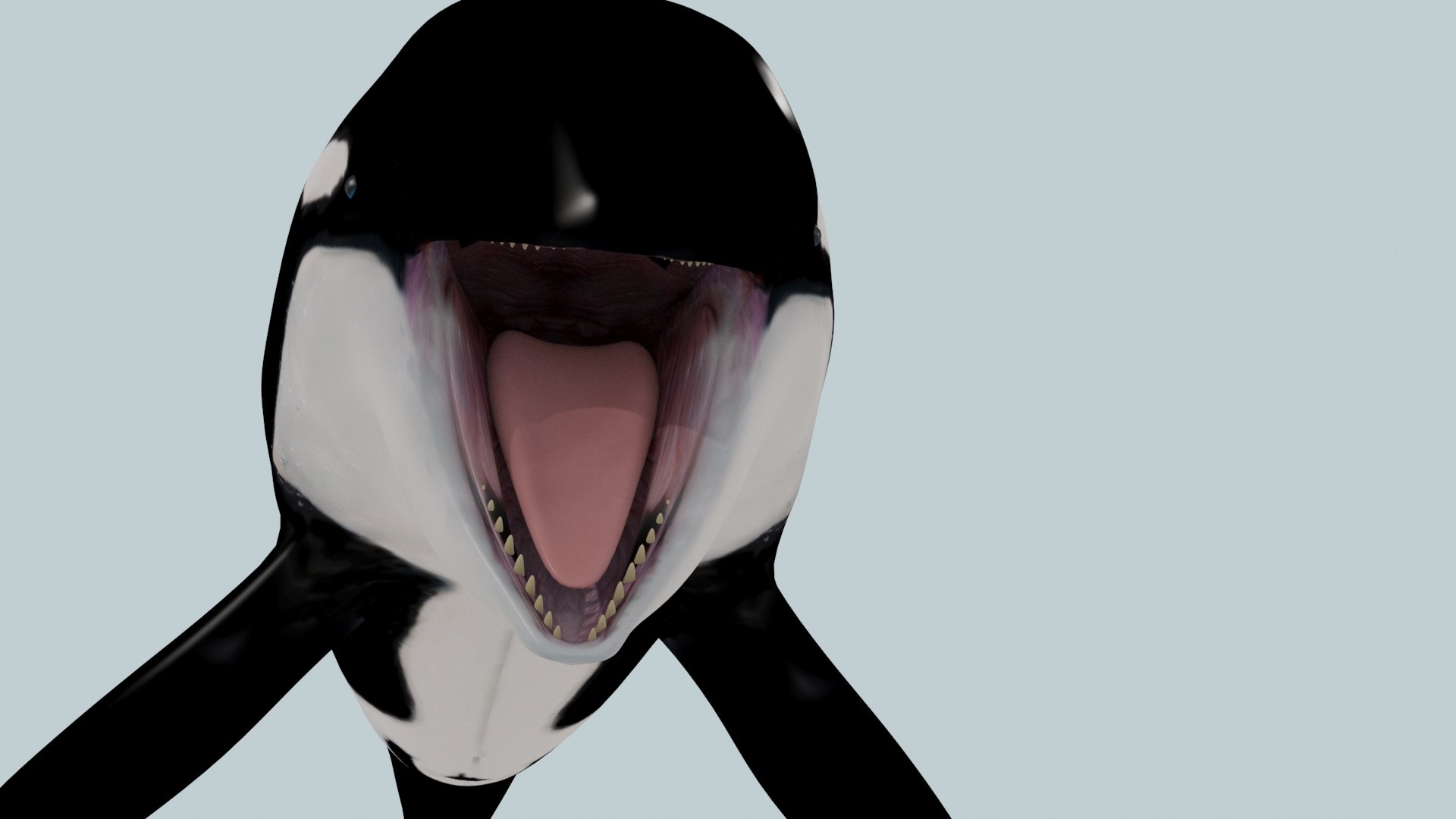 3D Killer Whale 8K- 3d animated https://p.turbosquid.com/ts-thumb/cs/wNtSvI/4X/16/jpg/1702169424/1920x1080/fit_q87/198ee7591a133e70704d61eea94a54b07d95bcb0/16.jpg