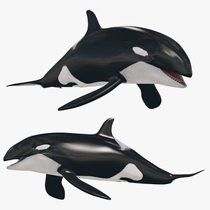 Killer Whale 8K- animated