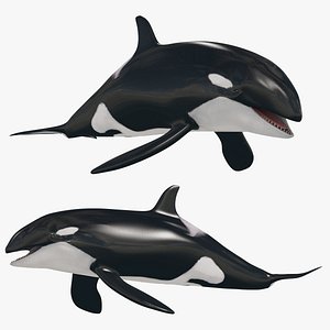 Killer Whale 8K- animated