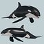 Orca 8K- Animación 3d