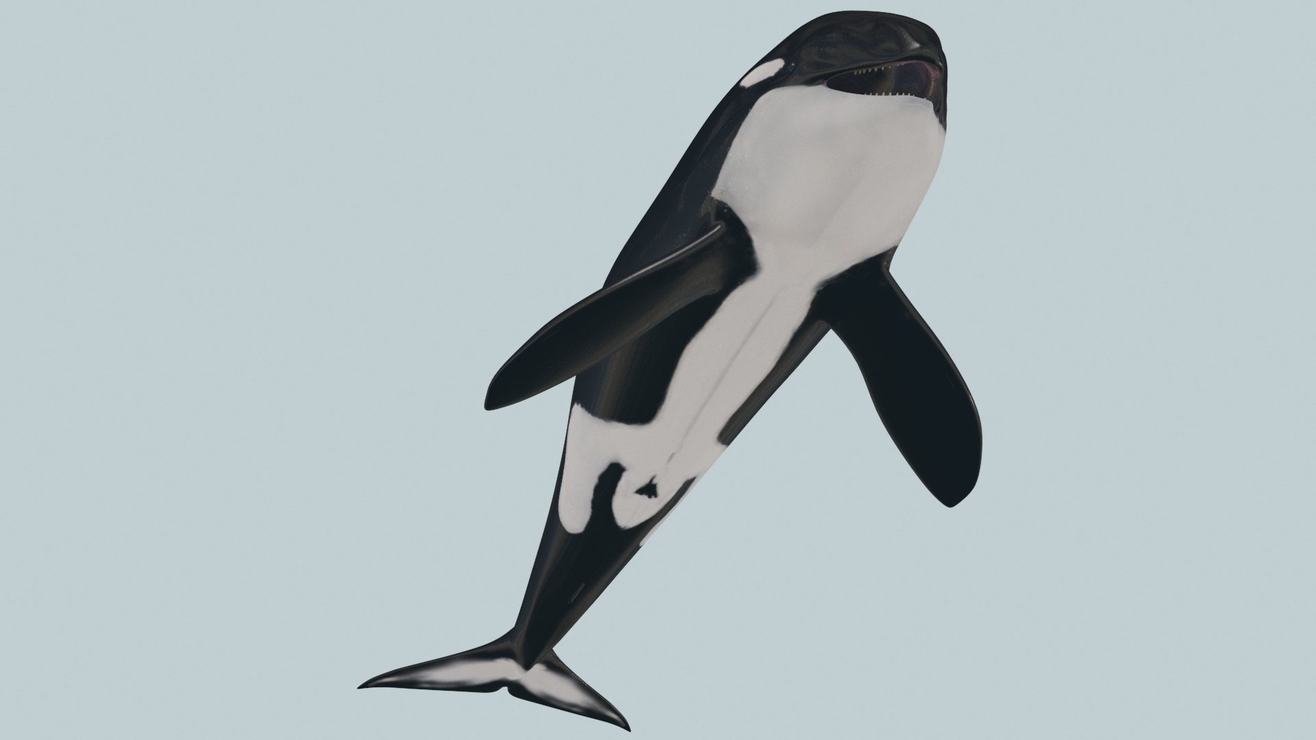 3D Killer Whale 8K- 3d animated https://p.turbosquid.com/ts-thumb/cs/wNtSvI/P5/4/jpg/1702169418/1920x1080/fit_q87/5c8586e1a0b61553adb38c00919e44f9511dd69d/4.jpg