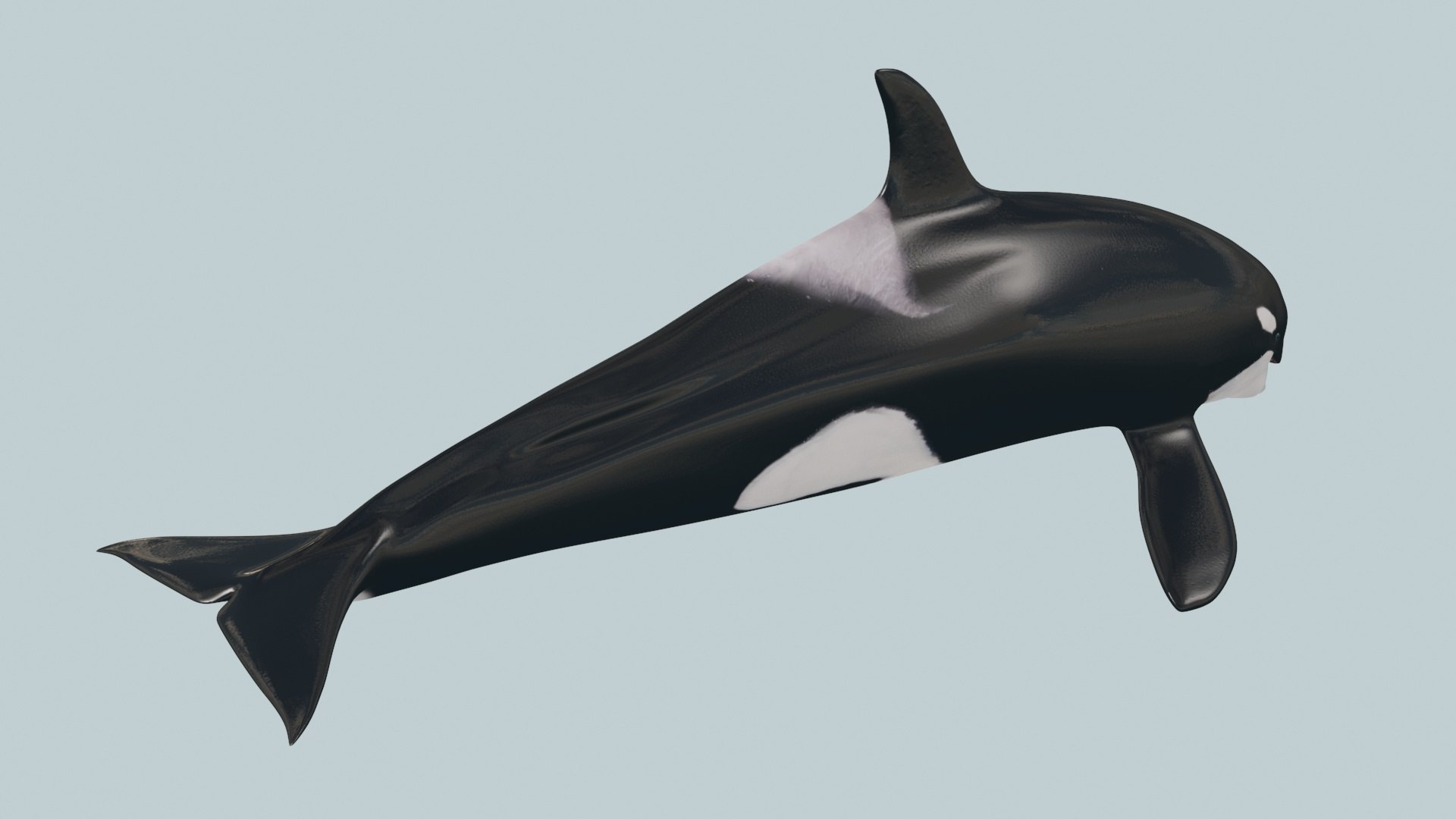 3D Killer Whale 8K- 3d animated https://p.turbosquid.com/ts-thumb/cs/wNtSvI/SE/5/jpg/1702169419/1920x1080/fit_q87/a63e725009226eb233f7370ff38e7586d67f7d33/5.jpg