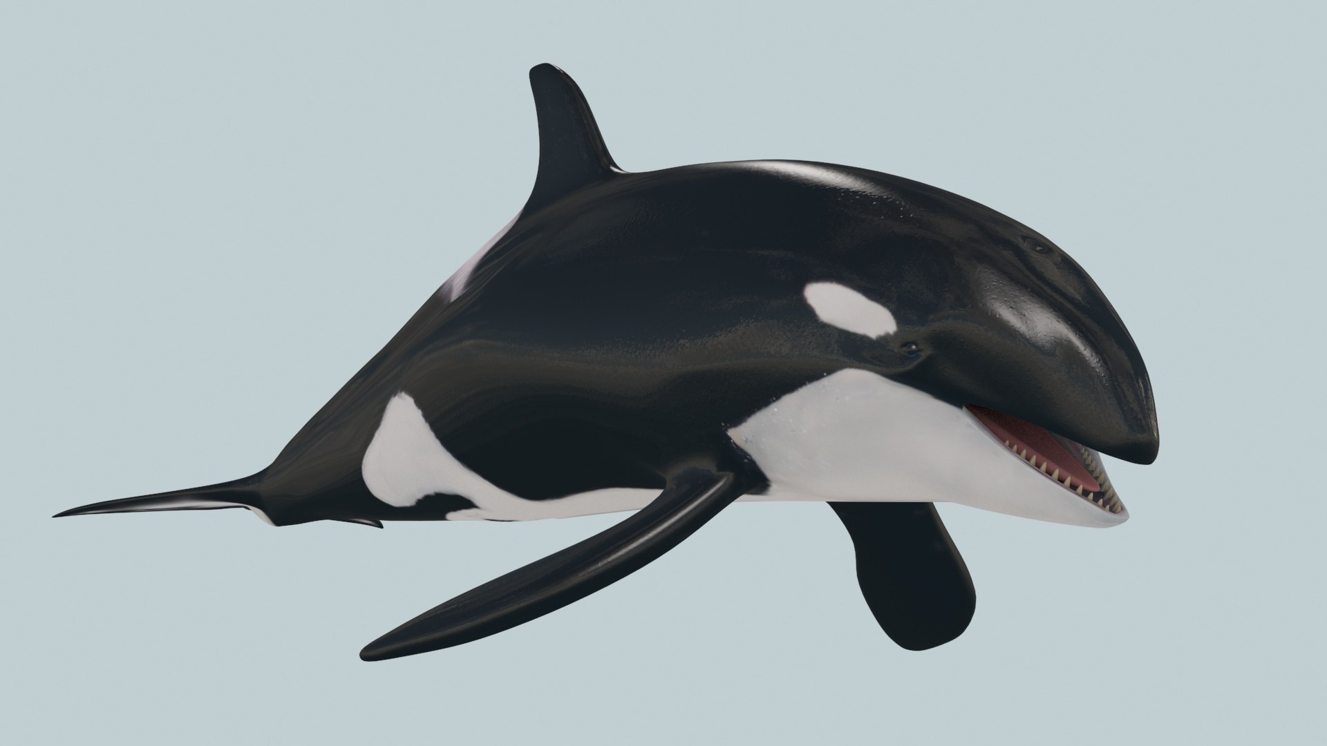 3D Killer Whale 8K- 3d animated https://p.turbosquid.com/ts-thumb/cs/wNtSvI/gP/3/jpg/1702169418/1920x1080/fit_q87/1c95ab9b0e78180447d135590af52287bbe640f6/3.jpg