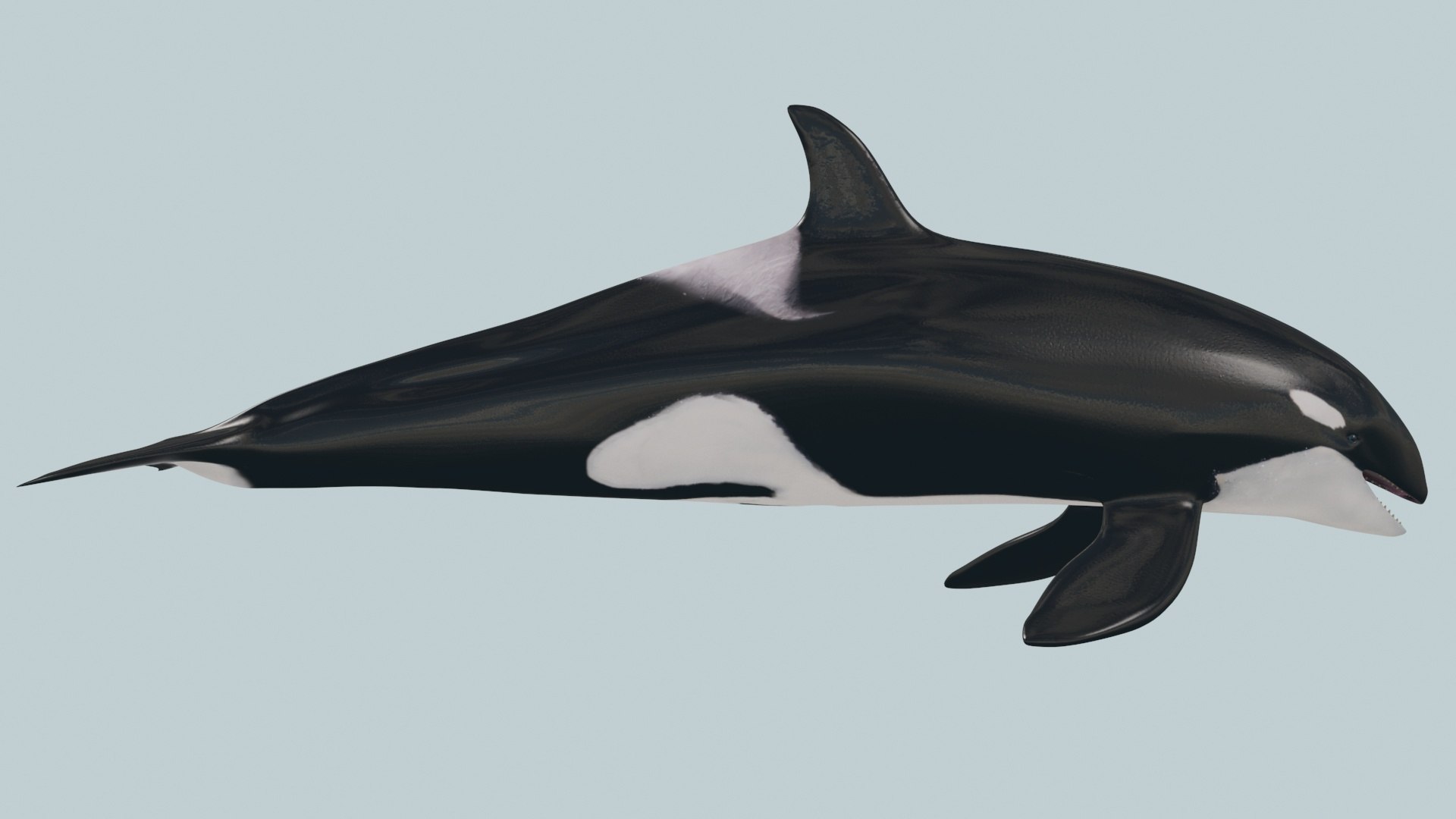 3D Killer Whale 8K- 3d animated https://p.turbosquid.com/ts-thumb/cs/wNtSvI/gQ/7/jpg/1702169420/1920x1080/fit_q87/f9433d2962707d6b2b4cf88420328bed86283fca/7.jpg
