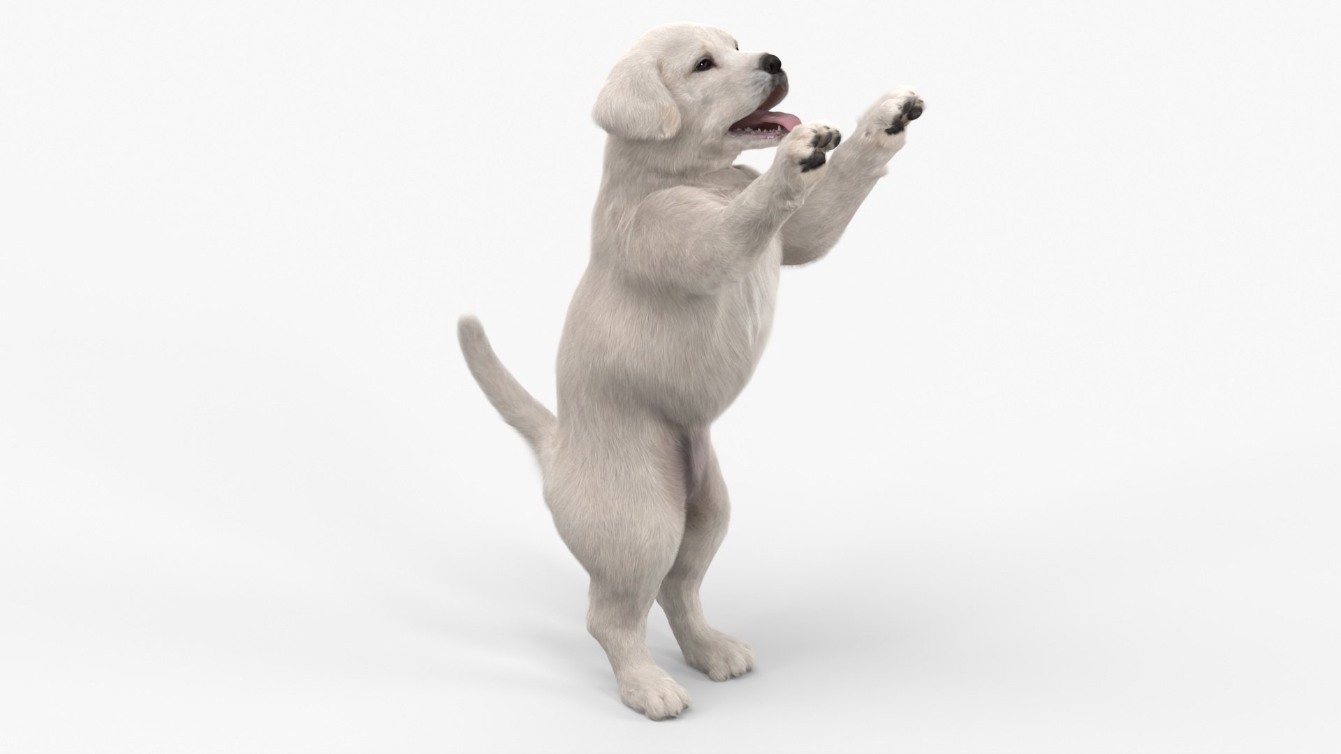 White Labrador Puppy Playful Standing Pose Fur for Maya 3D model preview