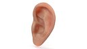 Realistic Human Ear Left