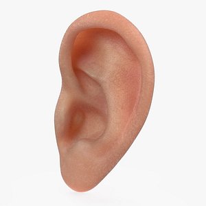 Realistic Human Ear Left