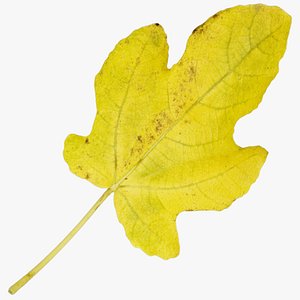3D autumn leaf