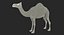 Rigged African Animals Collection 2