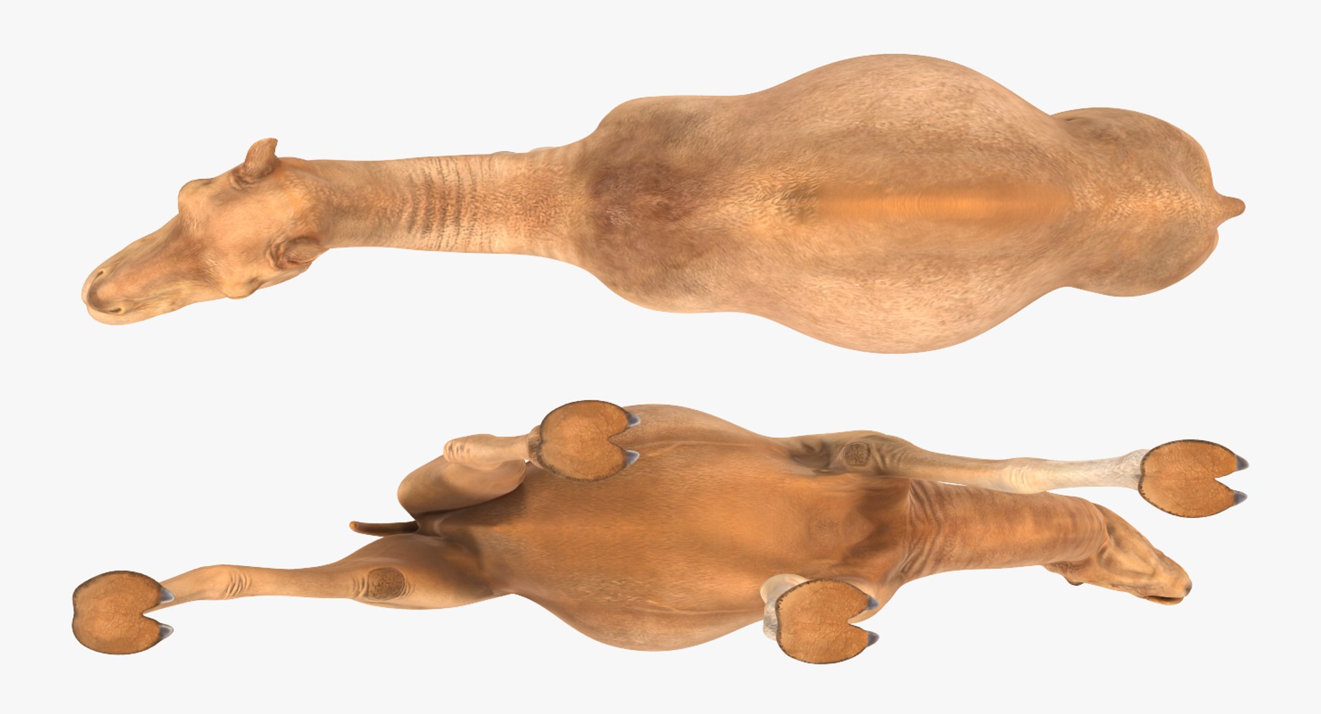 rigged african animals 2 model https://p.turbosquid.com/ts-thumb/ct/AaYSiN/hhEJmzxS/riggedafricananimalscollection2vray3dmodel038/jpg/1536152943/1920x1080/fit_q87/bba13f768a53ac10ea43a42a803656b0363e0889/riggedafricananimalscollection2vray3dmodel038.jpg