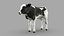 Dairy Calf