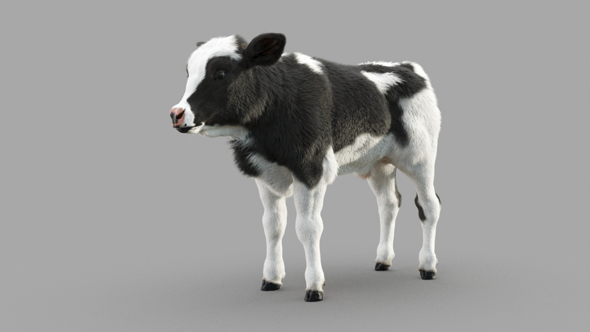 Dairy Calf 3D model https://p.turbosquid.com/ts-thumb/ct/E98P7D/58/m/jpg/1634487549/1920x1080/turn_fit_q99/4b43775b87f896a8ce6491080a83ca9f1ba0ab5e/m-1.jpg