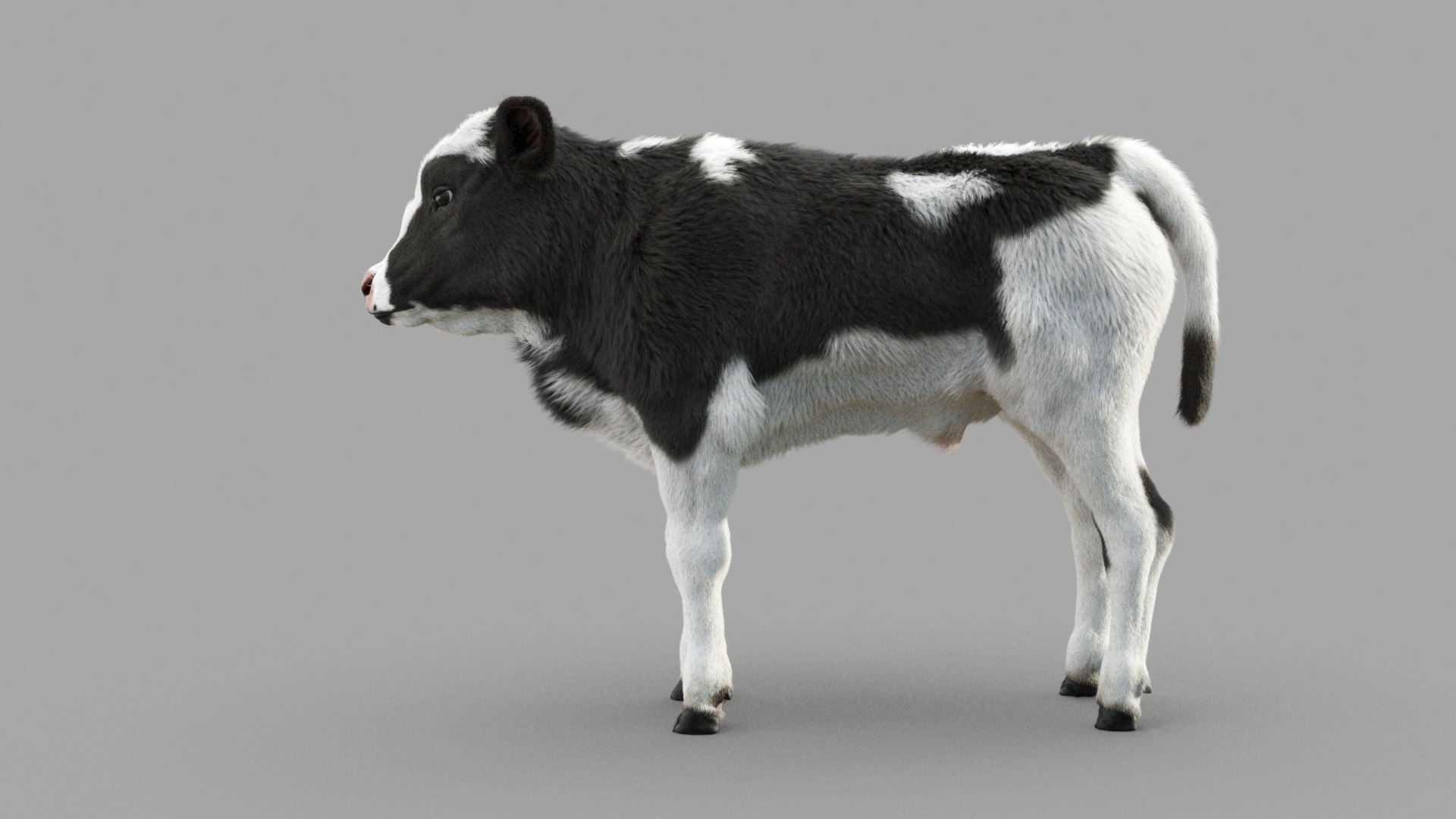Dairy Calf 3D model https://p.turbosquid.com/ts-thumb/ct/E98P7D/8n/m_0025/jpg/1634486896/1920x1080/fit_q87/43723911b6900ef3eb88a64fde3376f7ad12a0c9/m_0025.jpg