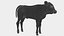 Dairy Calf