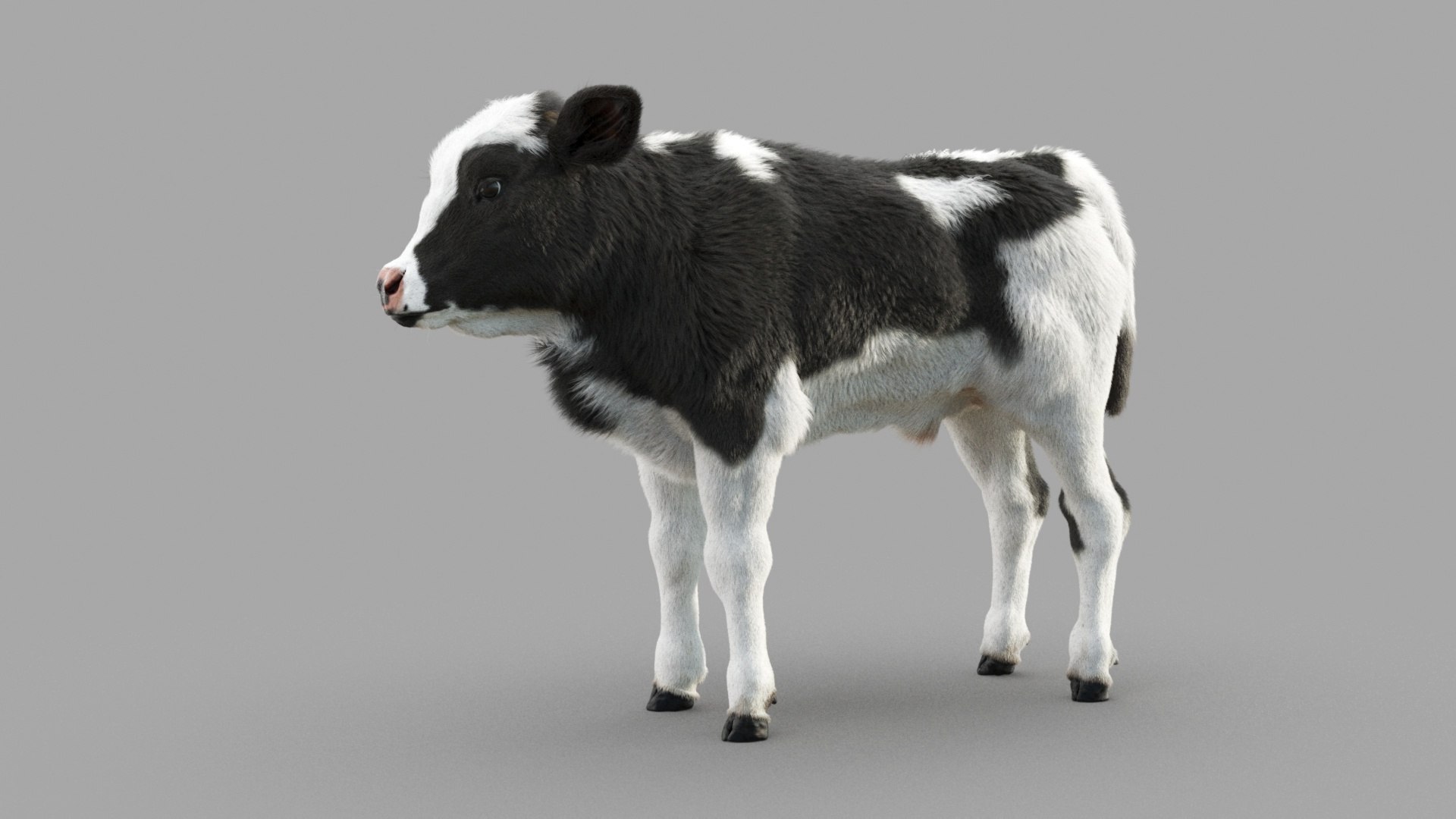 Dairy Calf 3D model https://p.turbosquid.com/ts-thumb/ct/E98P7D/As/m_0027/jpg/1634488135/1920x1080/fit_q87/d4ad4781ce5df407913178c6f4343942136adc32/m_0027.jpg