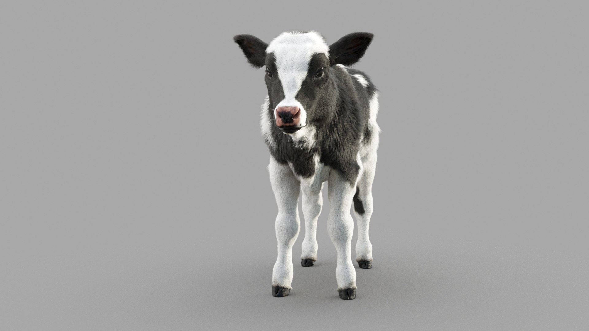 Dairy Calf 3D model https://p.turbosquid.com/ts-thumb/ct/E98P7D/KD/m_0003/jpg/1634486885/1920x1080/fit_q87/b5ac1a3ad5f592dea26f511207f0d553534570d3/m_0003.jpg