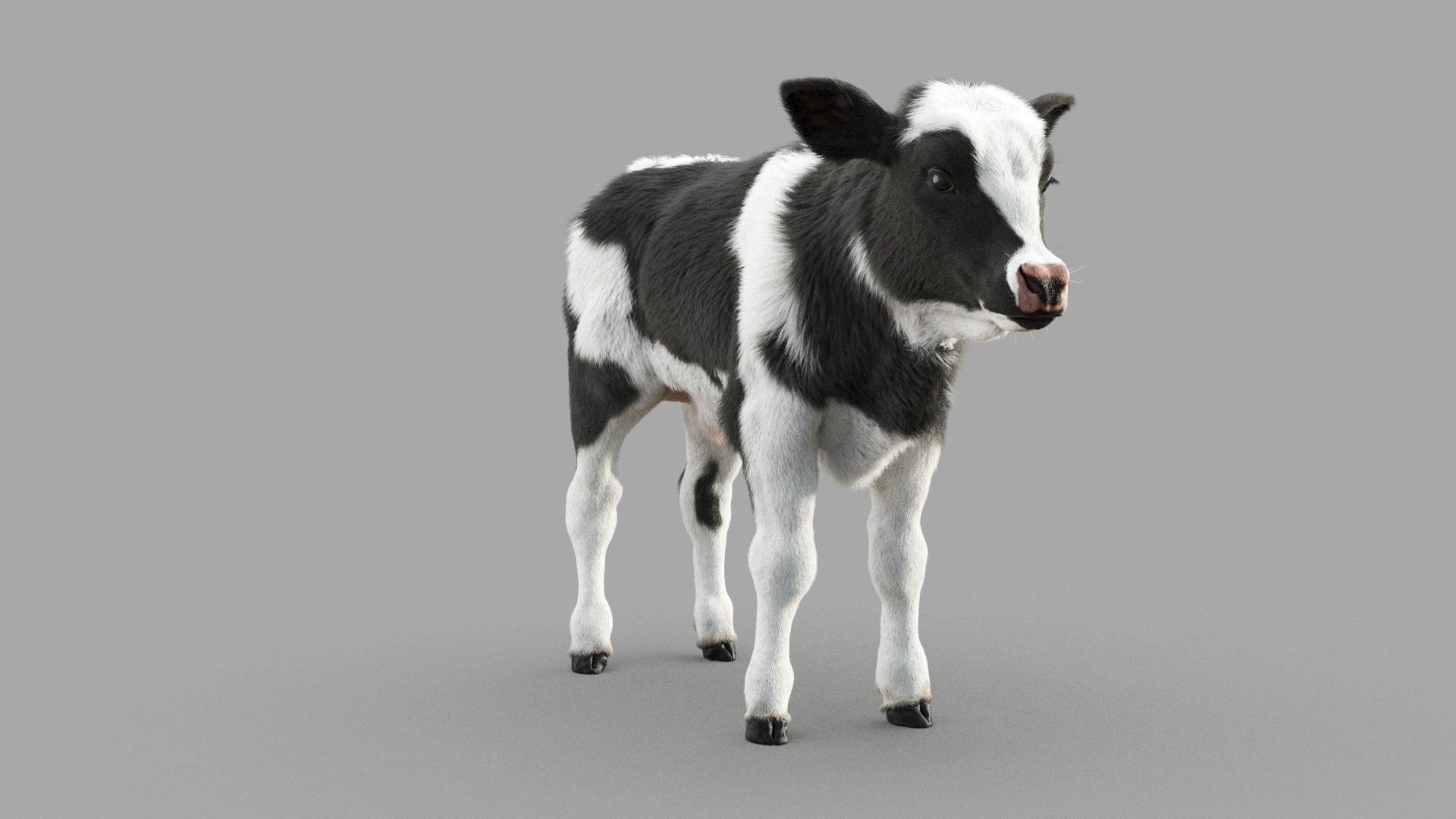 Dairy Calf 3D model https://p.turbosquid.com/ts-thumb/ct/E98P7D/V1/m_0006/jpg/1634486885/1920x1080/fit_q87/50cb9fd1b23f4aaba8edc6846f3245fd44b6a4a6/m_0006.jpg