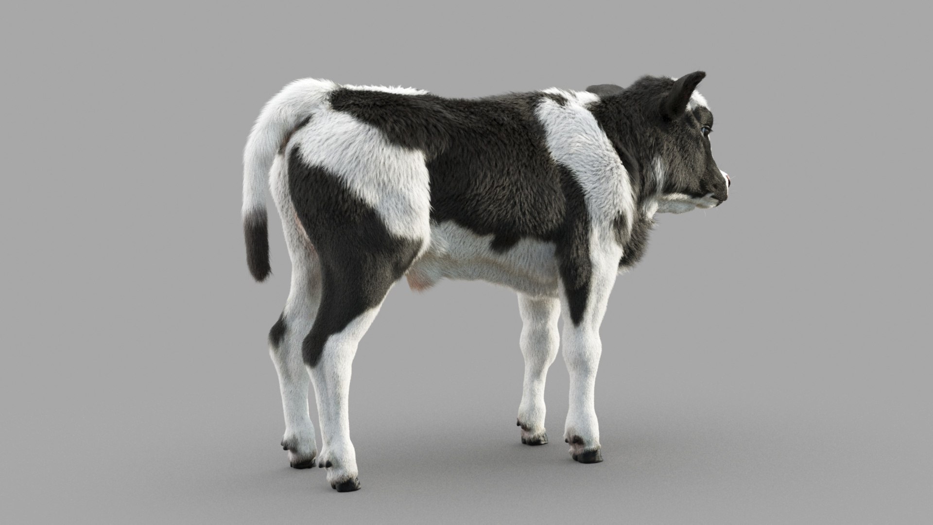 Dairy Calf 3D model https://p.turbosquid.com/ts-thumb/ct/E98P7D/VK/m_0013/jpg/1634486896/1920x1080/fit_q87/6c4a8fa563142b3aca9cd14f8332bccfadbc87b7/m_0013.jpg
