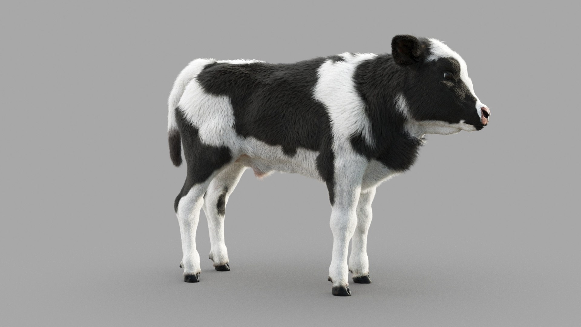 Dairy Calf 3D model https://p.turbosquid.com/ts-thumb/ct/E98P7D/aQ/m_0009/jpg/1634486888/1920x1080/fit_q87/fc6ee68bde03803621c32c89fca8acf779e8a15e/m_0009.jpg