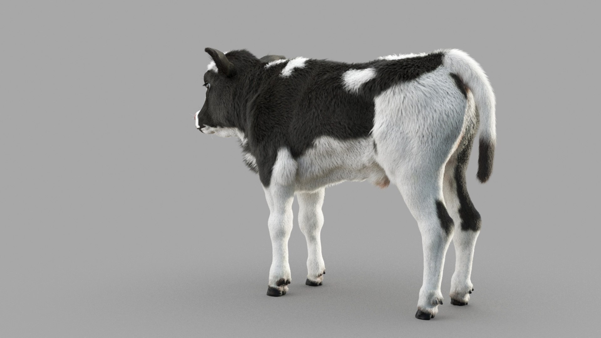 Dairy Calf 3D model https://p.turbosquid.com/ts-thumb/ct/E98P7D/cI/m_0022/jpg/1634486897/1920x1080/fit_q87/d3871110f12a10358389f541ce77e476796448e6/m_0022.jpg
