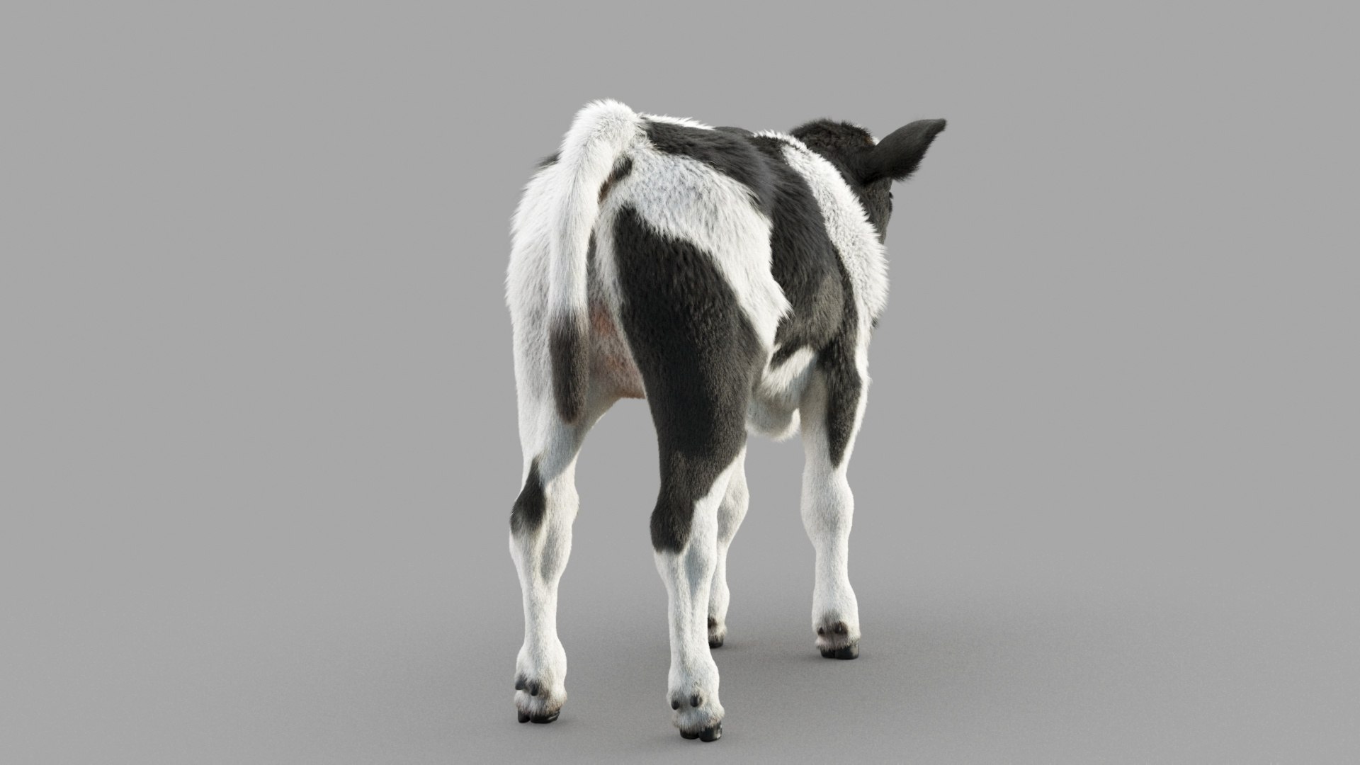 Dairy Calf 3D model https://p.turbosquid.com/ts-thumb/ct/E98P7D/wP/m_0016/jpg/1634486890/1920x1080/fit_q87/8b0ce904a3221782f83a4258eaaf7af67dbfa868/m_0016.jpg
