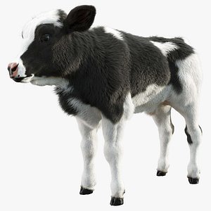 Dairy Calf