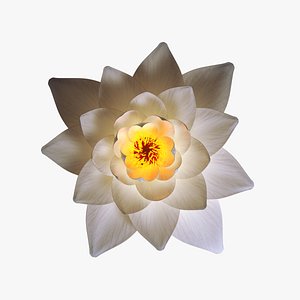 White Lotus- Water Lily 3d Animated