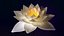 White Lotus- Water Lily 3d Animated 3D
