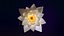 White Lotus- Water Lily 3d Animated 3D
