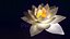 White Lotus- Water Lily 3d Animated 3D