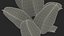 ficus elastica variegata pot 3D