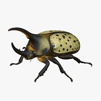 Hercules Beetle