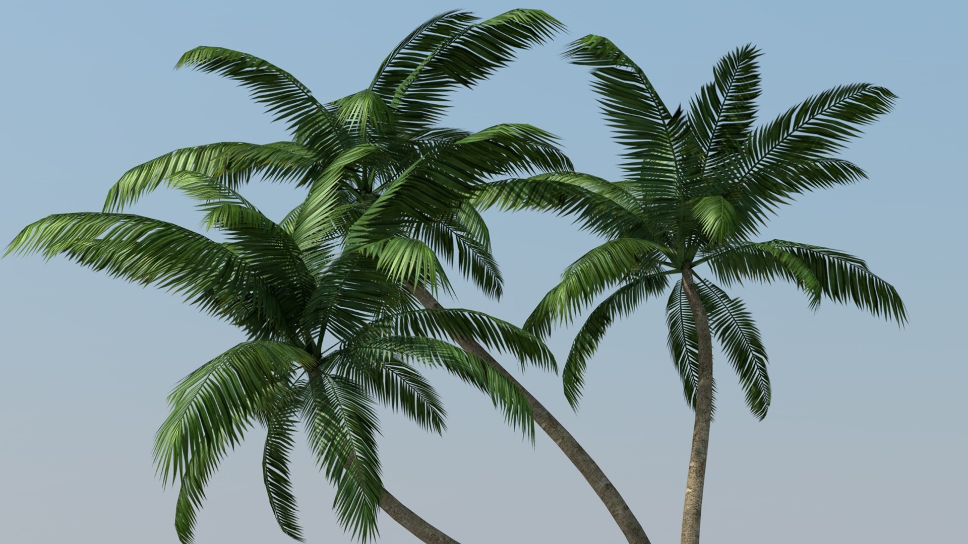 Palm Trees C4d