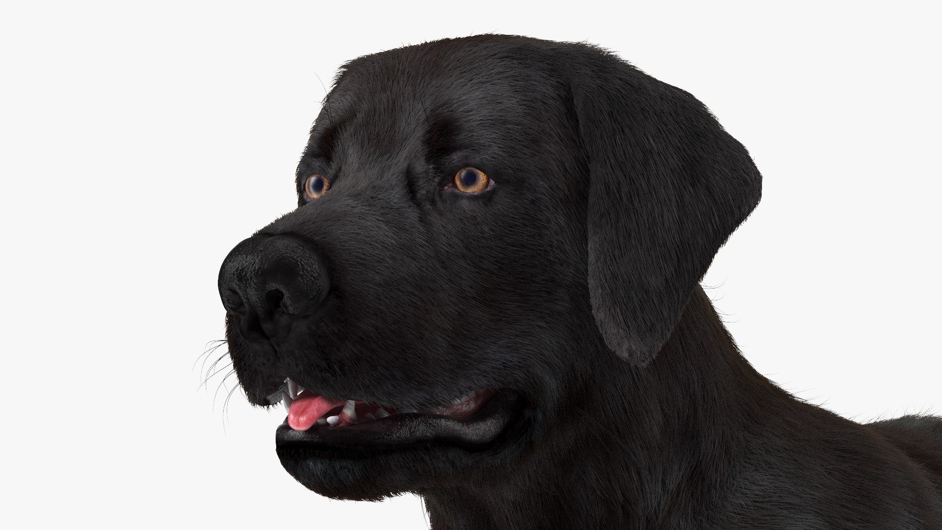 3D Labrador Dog Black Rigged Fur https://p.turbosquid.com/ts-thumb/ct/SXoM1C/0R/labradordogblackriggedfur3dsmodel015/jpg/1638618127/1920x1080/fit_q87/6616162ecfa02a04d05ab6eb923bf88ad64cb069/labradordogblackriggedfur3dsmodel015.jpg
