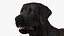 Perro Labrador Piel aparejada negra