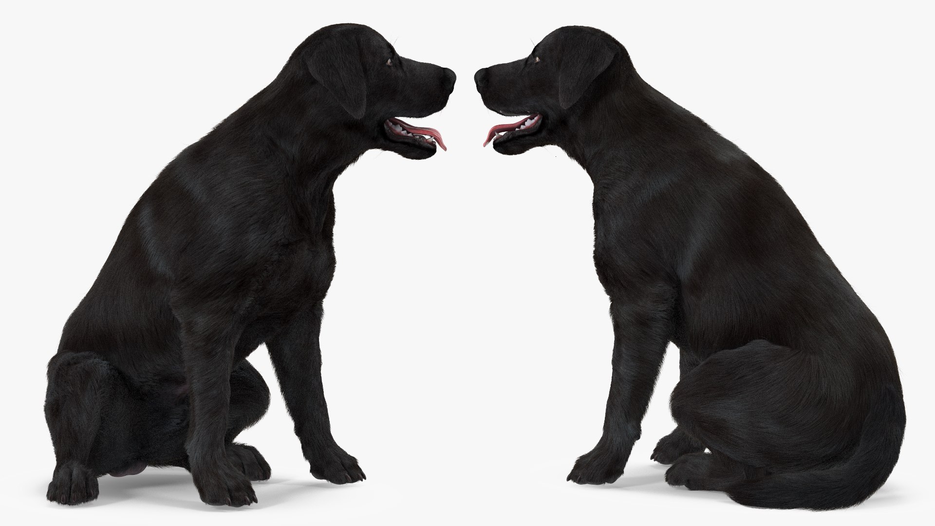 3D Labrador Dog Black Rigged Fur https://p.turbosquid.com/ts-thumb/ct/SXoM1C/2k/labradordogblackriggedfur3dsmodel011/jpg/1638618114/1920x1080/fit_q87/0743de5dcd9d0beb381a9f6e8eeec54c9350e08c/labradordogblackriggedfur3dsmodel011.jpg
