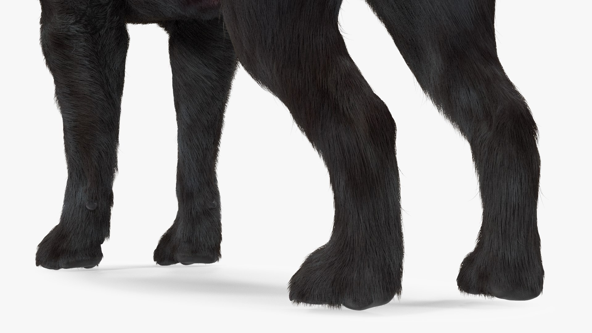 3D Labrador Dog Black Rigged Fur https://p.turbosquid.com/ts-thumb/ct/SXoM1C/9d/labradordogblackriggedfur3dsmodel019/jpg/1638618138/1920x1080/fit_q87/797ba5c8002a8f079f4ab992317ebf2f18a3fd6a/labradordogblackriggedfur3dsmodel019.jpg