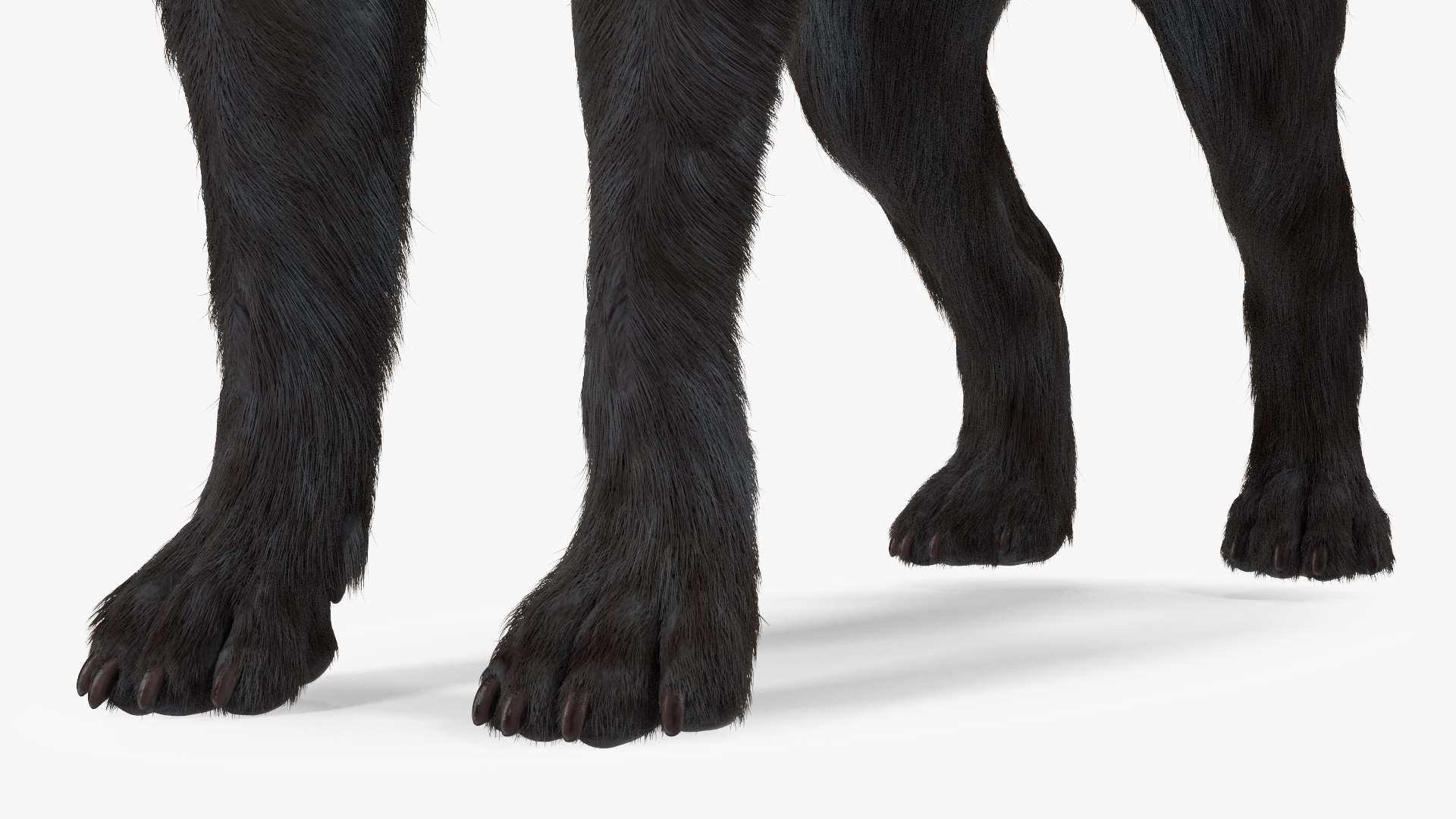 3D Labrador Dog Black Rigged Fur https://p.turbosquid.com/ts-thumb/ct/SXoM1C/Dq/labradordogblackriggedfur3dsmodel020/jpg/1638618142/1920x1080/fit_q87/ce124b3c790b001685d894a5380d81430c5a754a/labradordogblackriggedfur3dsmodel020.jpg