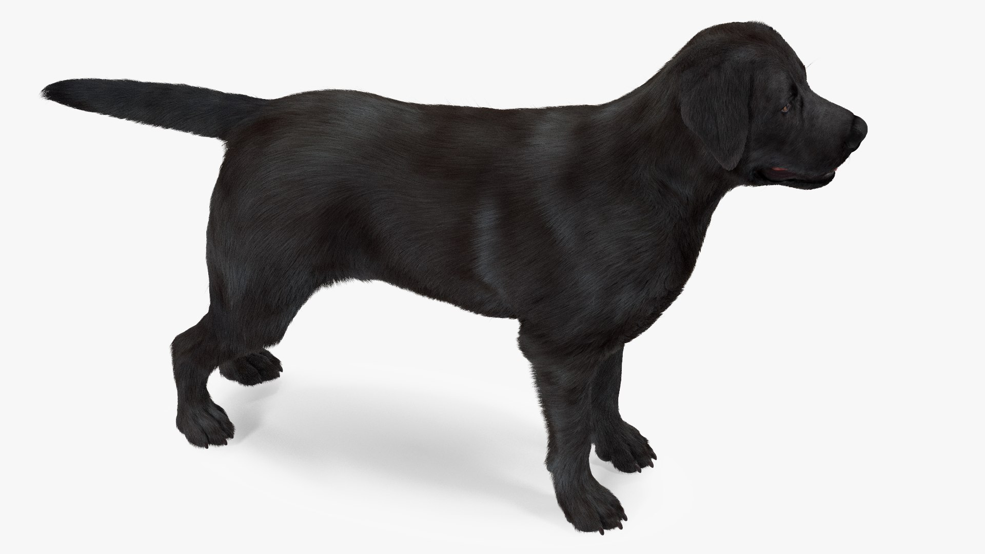 3D Labrador Dog Black Rigged Fur https://p.turbosquid.com/ts-thumb/ct/SXoM1C/F7/labradordogblackriggedfur3dsmodel012/jpg/1638618117/1920x1080/fit_q87/8a300db3f5678532d380545c303203ea64c0f527/labradordogblackriggedfur3dsmodel012.jpg