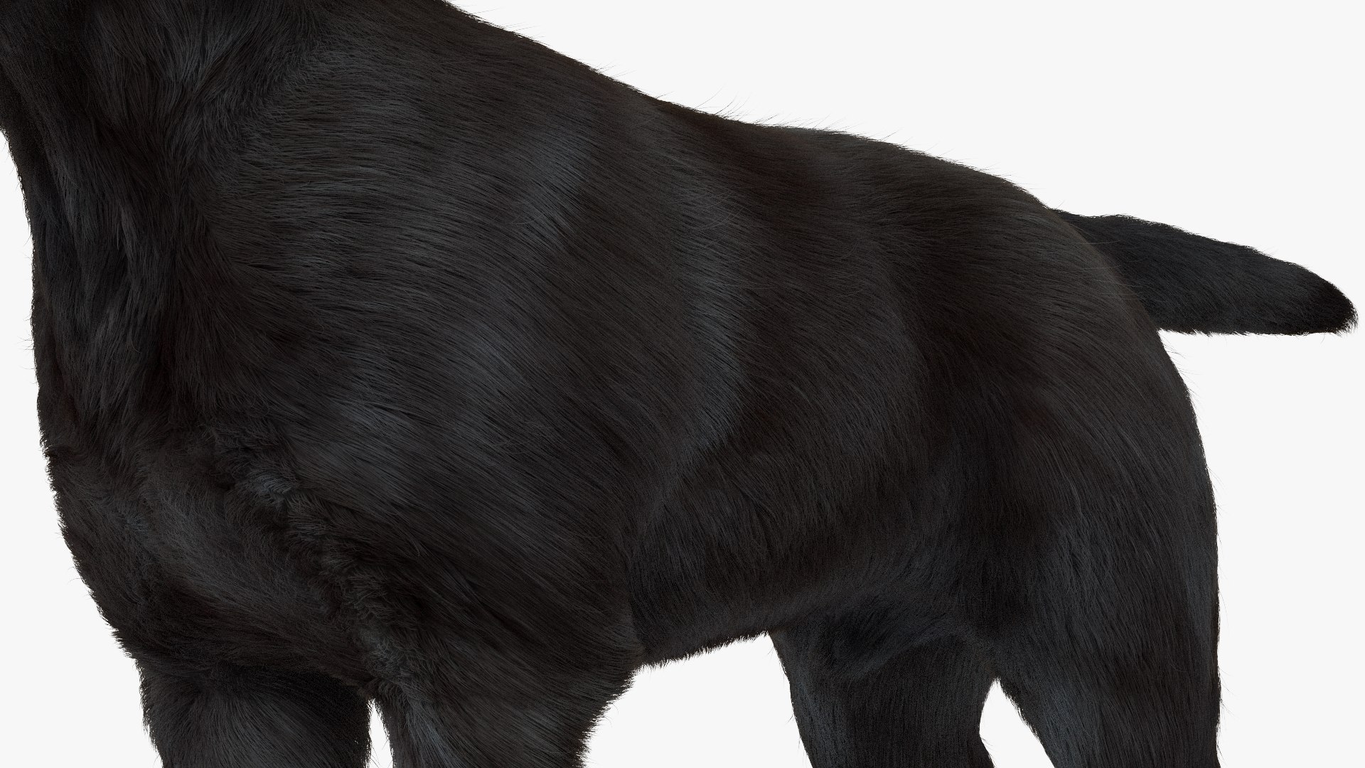 3D Labrador Dog Black Rigged Fur https://p.turbosquid.com/ts-thumb/ct/SXoM1C/Fd/labradordogblackriggedfur3dsmodel017/jpg/1638618133/1920x1080/fit_q87/dc369c53dbc8ee541136829d9527af5e432ab9f2/labradordogblackriggedfur3dsmodel017.jpg