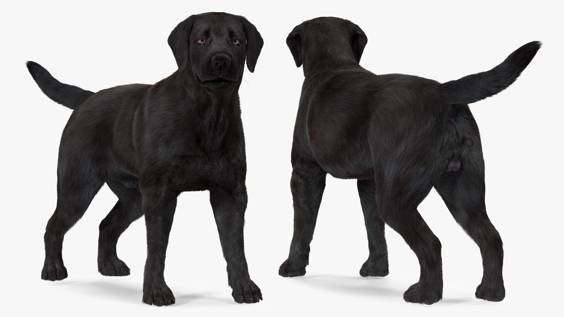 3D Labrador Dog Black Rigged Fur https://p.turbosquid.com/ts-thumb/ct/SXoM1C/Nl/labradordogblackriggedfur3dsmodel009/jpg/1638618109/1920x1080/fit_q87/999c8467f27ca9d8f51d666d9b7d10c852ad7bd3/labradordogblackriggedfur3dsmodel009.jpg