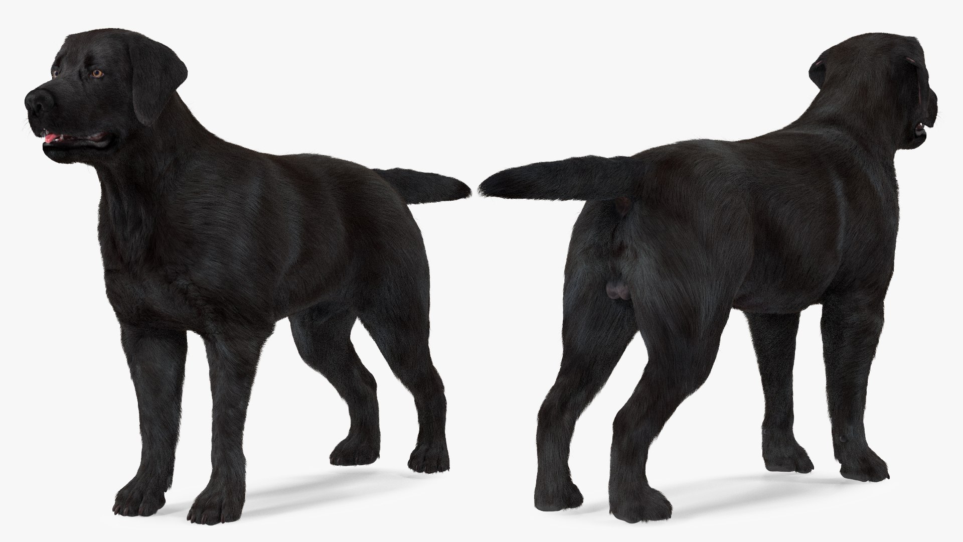 3D Labrador Dog Black Rigged Fur https://p.turbosquid.com/ts-thumb/ct/SXoM1C/TB/labradordogblackriggedfur3dsmodel010/jpg/1638618111/1920x1080/fit_q87/29b7a3c2264094d6f1e0ed7b9582cc83bc047cdd/labradordogblackriggedfur3dsmodel010.jpg