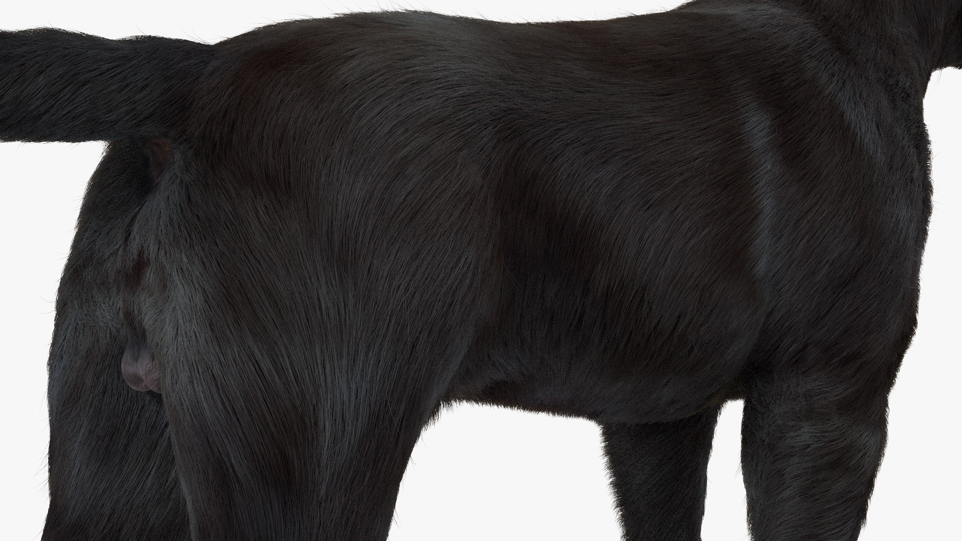 3D Labrador Dog Black Rigged Fur https://p.turbosquid.com/ts-thumb/ct/SXoM1C/eN/labradordogblackriggedfur3dsmodel018/jpg/1638618136/1920x1080/fit_q87/6ee3c8c04fdb17d0e0d8274457f83958dd6d2eec/labradordogblackriggedfur3dsmodel018.jpg
