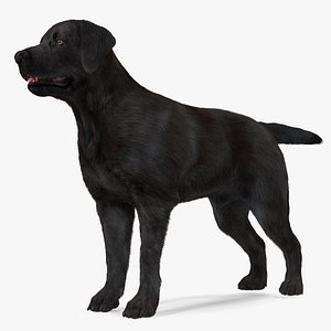 3D Labrador Dog Black Rigged Fur