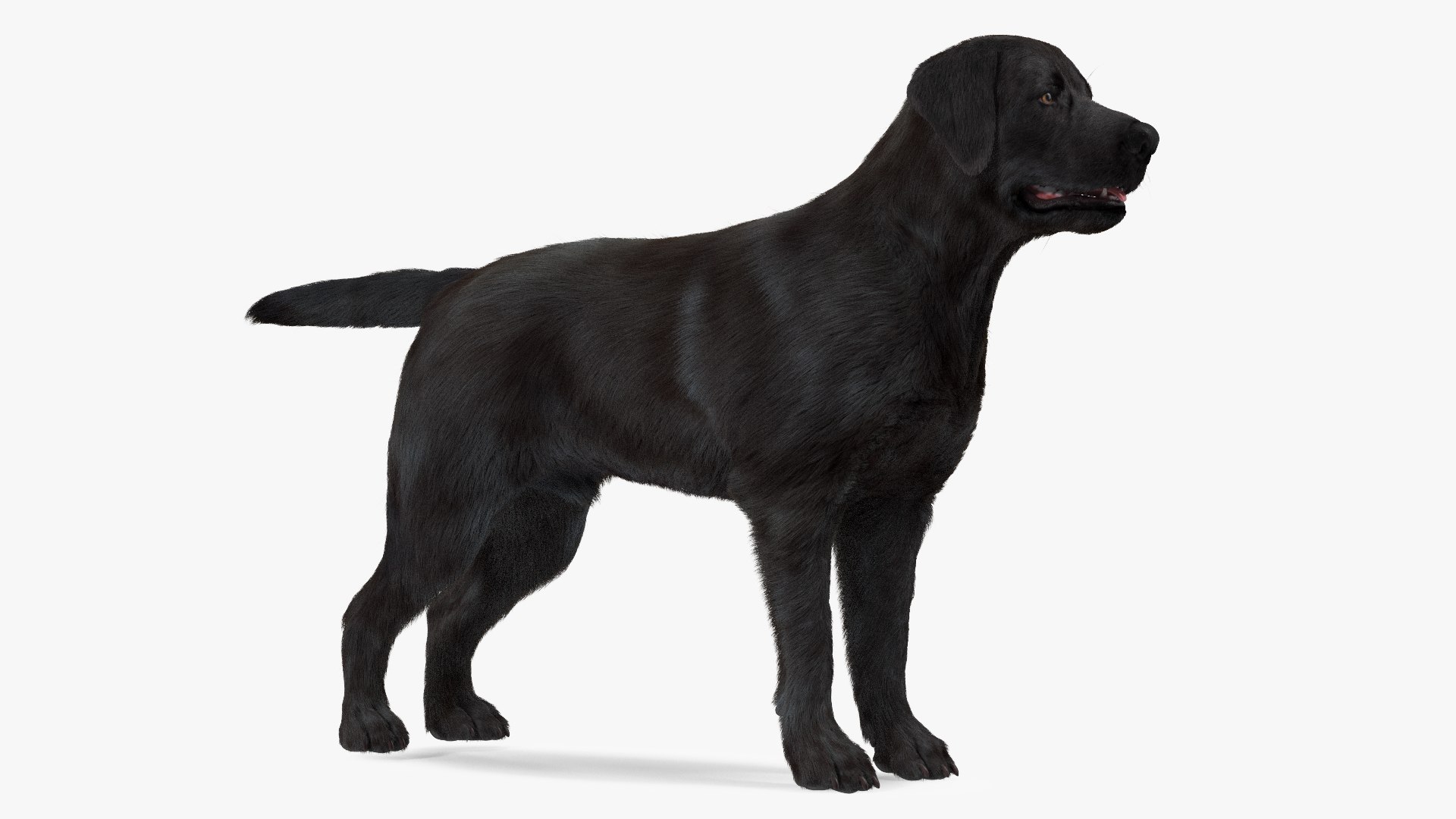 3D Labrador Dog Black Rigged Fur https://p.turbosquid.com/ts-thumb/ct/SXoM1C/jl/labradordogblackriggedfur3dsmodel006/jpg/1638618100/1920x1080/fit_q87/e6ebfbe818a2a5aeafe32f8acd1bf7c217f33e91/labradordogblackriggedfur3dsmodel006.jpg