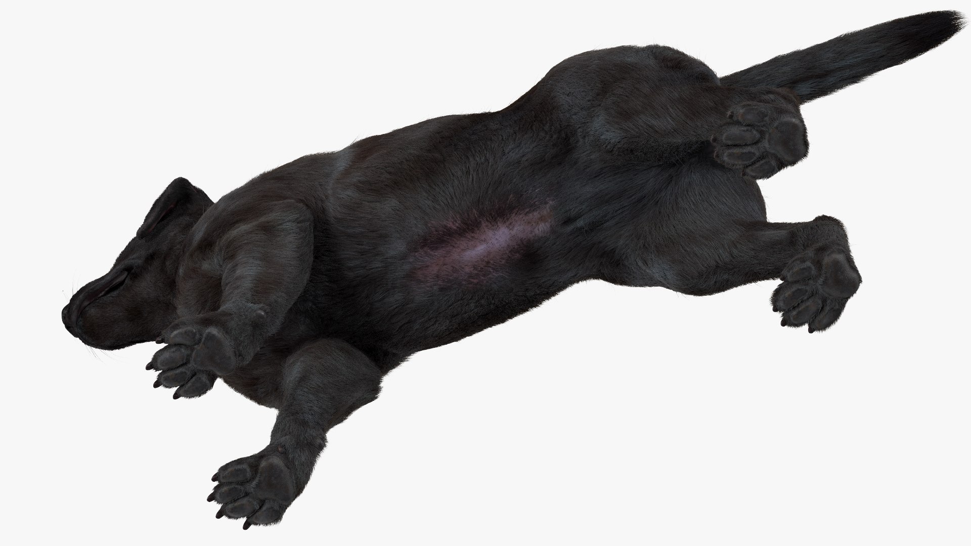 3D Labrador Dog Black Rigged Fur https://p.turbosquid.com/ts-thumb/ct/SXoM1C/lL/labradordogblackriggedfur3dsmodel014/jpg/1638618123/1920x1080/fit_q87/eed4a048d7ce48bb836556156dce8efd18dad787/labradordogblackriggedfur3dsmodel014.jpg